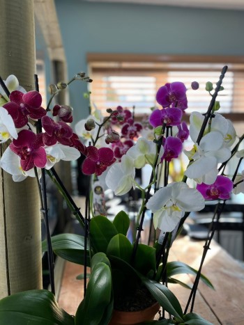 Orchid Plant Reception Flowers Darlington